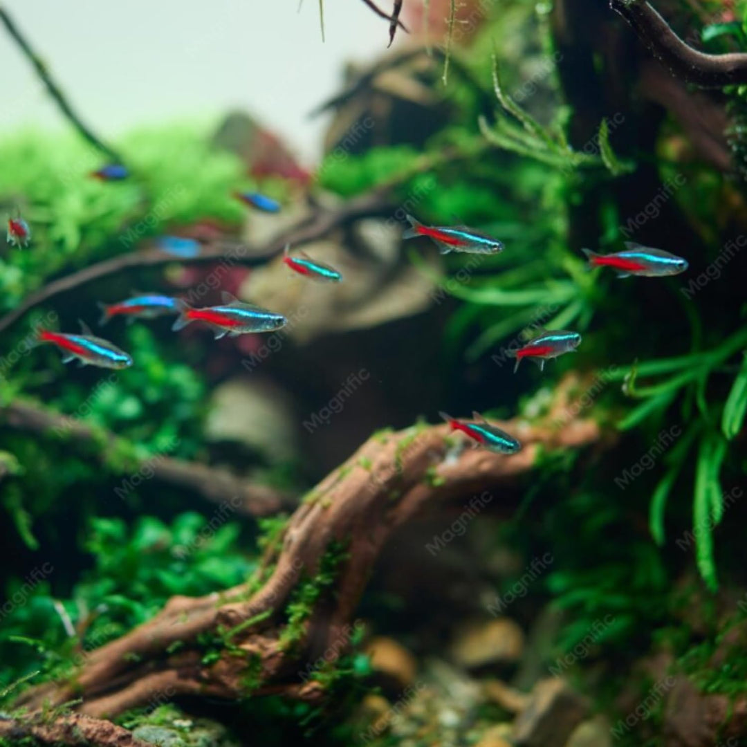 Swimming Creatures™ 15 Florida-Raised Neon Tetra (Paracheirodon innesi) Freshwater Aquarium Fish Live (Approx. Size 1.5-2 cm) (15)