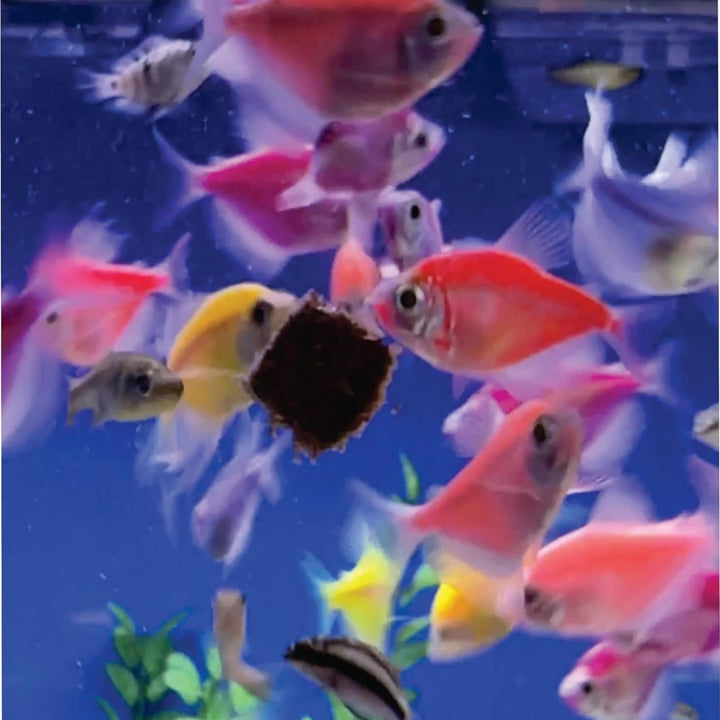 Super Cichlids Freeze-Dried Color Boost Blackworms Fish Food (15g)