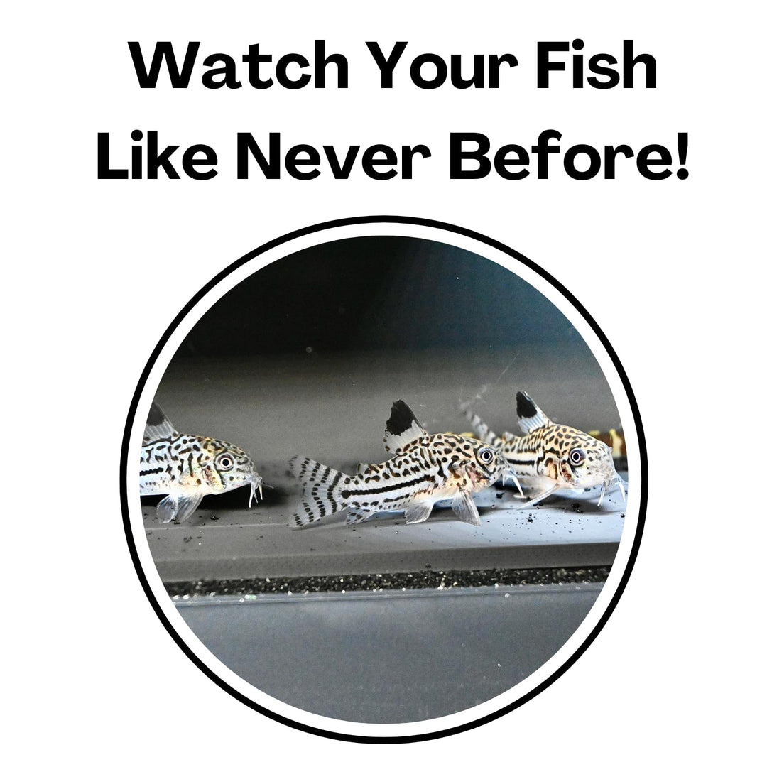 Lucky Critter Aquarium Underground Corner Cave Natural Curve | Viewing Fish &amp; Shrimp Under Gravel Tunnel | Fish Tank Decor Decoration Hideout Perfect for Corydora Catfish, Kuhli Loach, Pleco