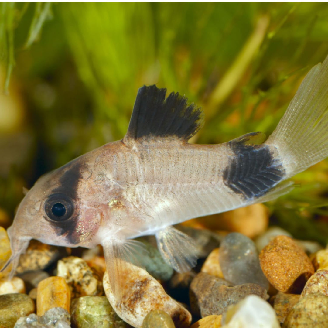 Swimming Creatures™ 5 Panda Cory Catfish Live Fish – Corydoras Panda – Peaceful Freshwater Bottom Dweller for Community Aquariums, Tank Raised Aquarium Fish