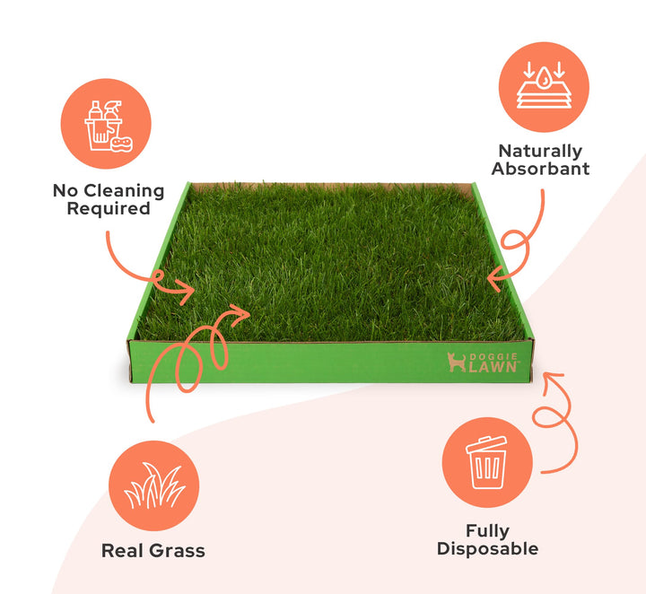 DoggieLawn Real Grass Dog Pee Pads - Medium Dog Potty Pad 24x20