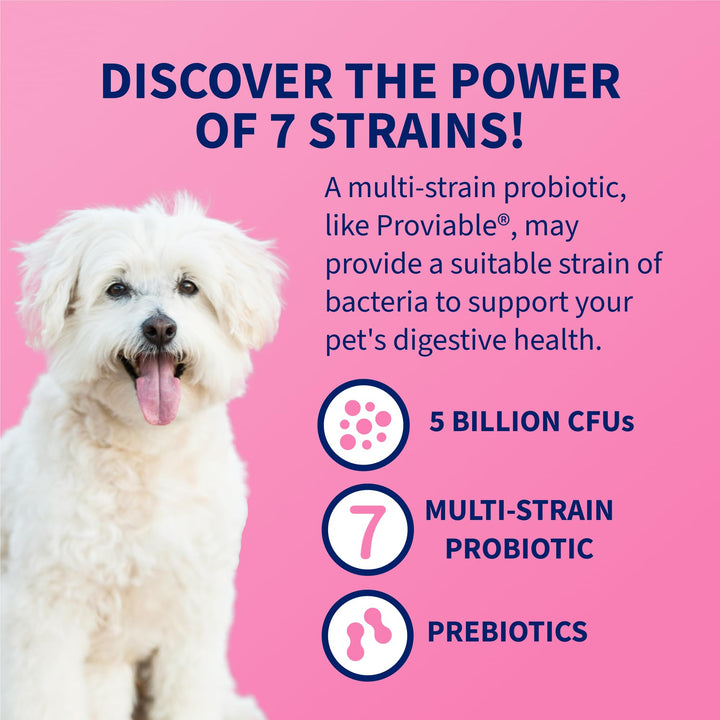 Nutramax Proviable Probiotics for Dogs &amp; Cats, Sprinkle Capsules, 30ct
