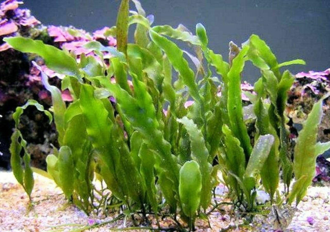 Generic, Live Caulerpa Prolifera Macro Algae Saltwater Reef Marine Refugium