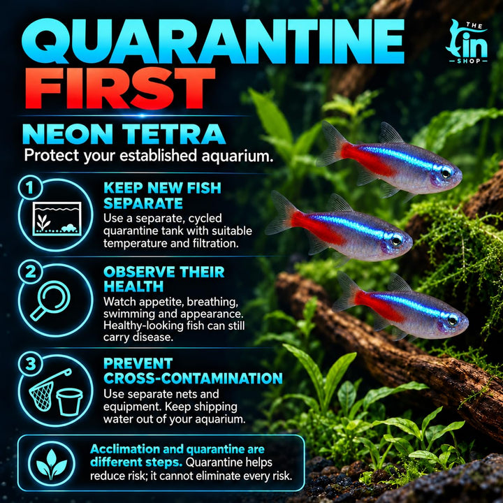 Neon Tetra Live Freshwater Aquarium Fish | Pack of 10 | + 4 Complimentary