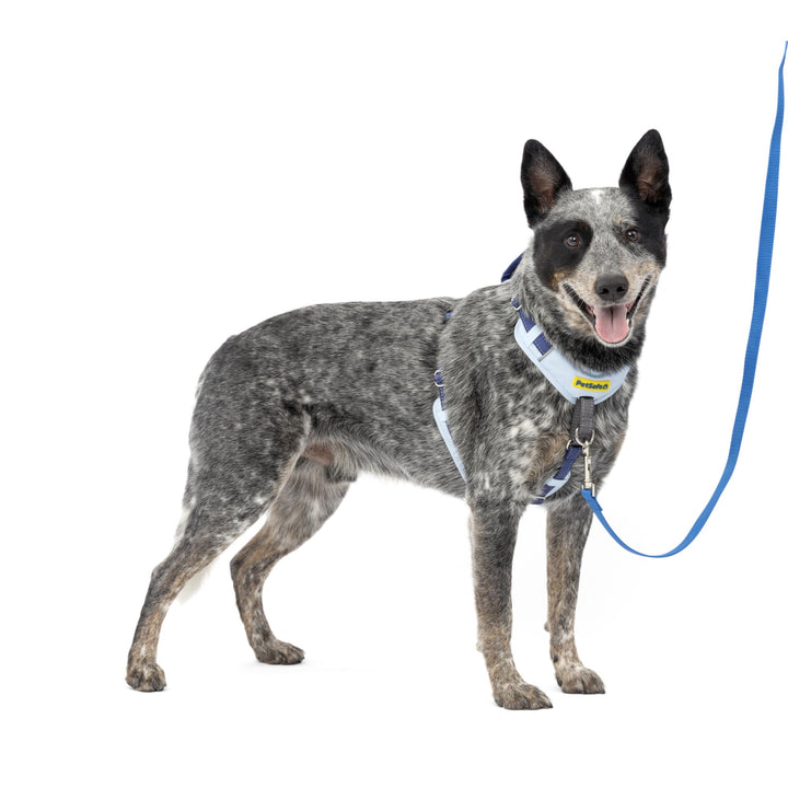 PetSafe Easy Walk Comfort No Pull Dog Harness, Blue, Medium