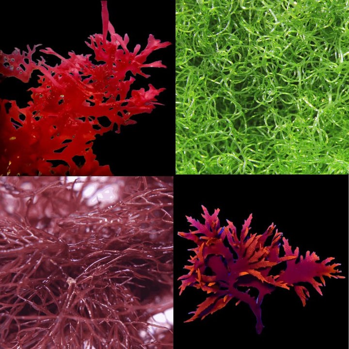 Saltwater Aquarium Macro Algae - 4 Pack Bundle (Hayi, Ogo, Chaeto, Dragons Breath)