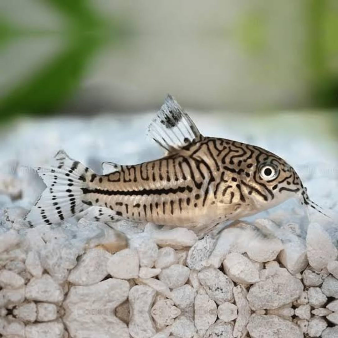 Swimming Creatures™ Live Corydoras Catfish – Peaceful Freshwater Bottom Dweller for Community &amp; Planted Aquariums (4, JULII CORYDORAS)