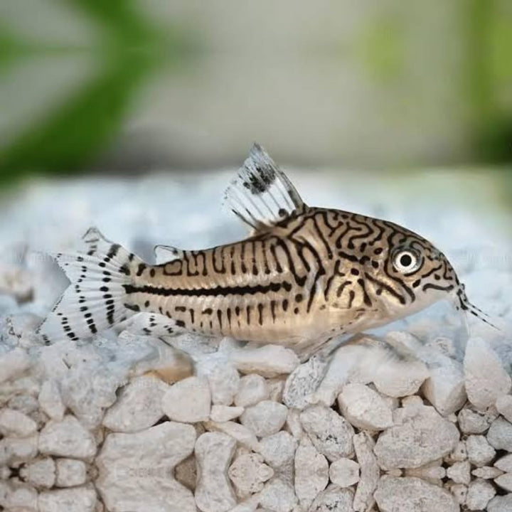 Swimming Creatures™ Live Corydoras Catfish – Peaceful Freshwater Bottom Dweller for Community &amp; Planted Aquariums (4, JULII CORYDORAS)