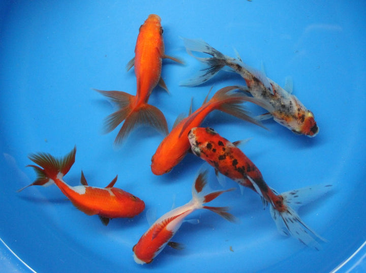 3-4 inch 6 Pack Mixed Live Calico, Red Fantail Goldfish for Aquarium Fish Tank or koi Pond