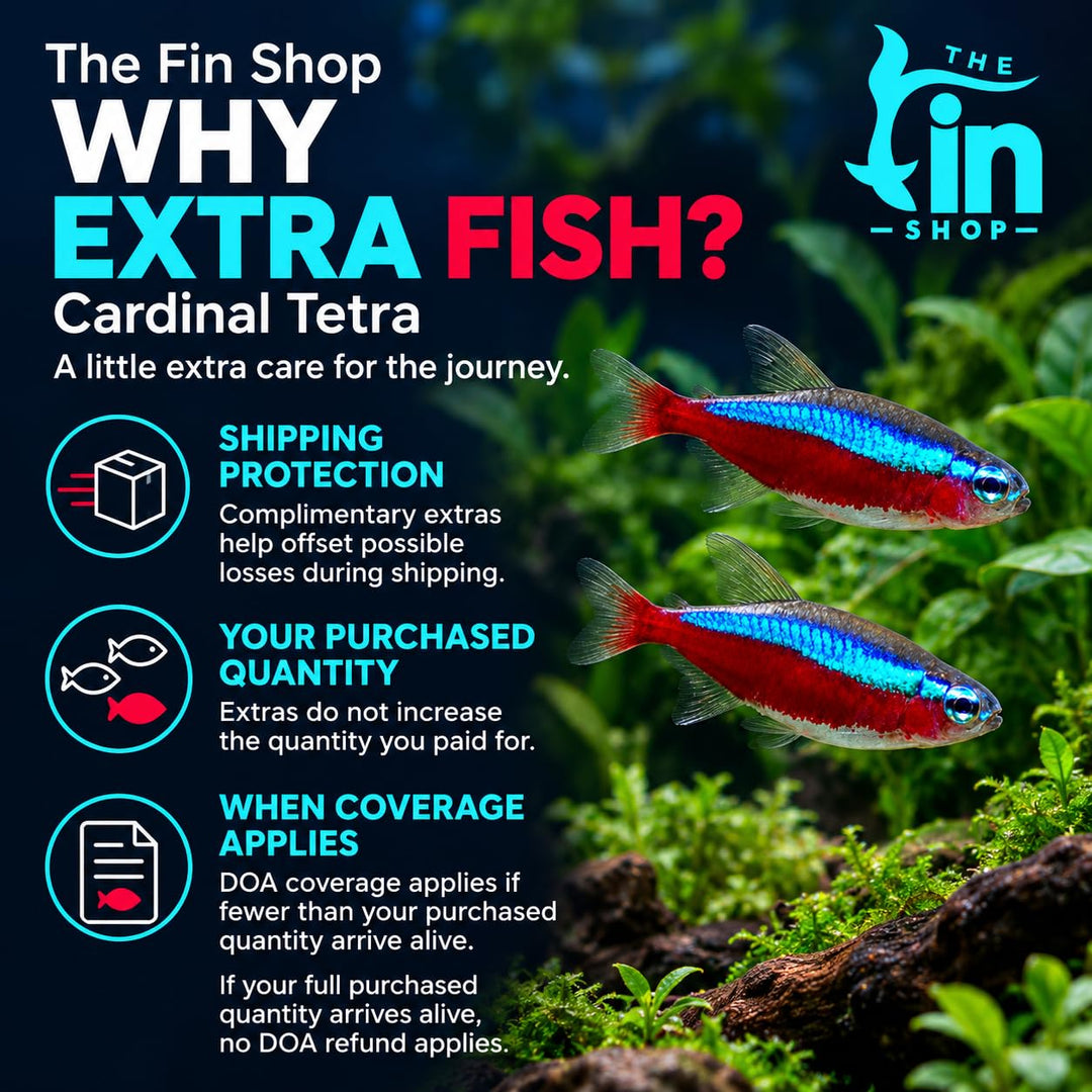 Cardinal Tetra Live Freshwater Aquarium Fish | Pack of 5 (+2 Complimentary)