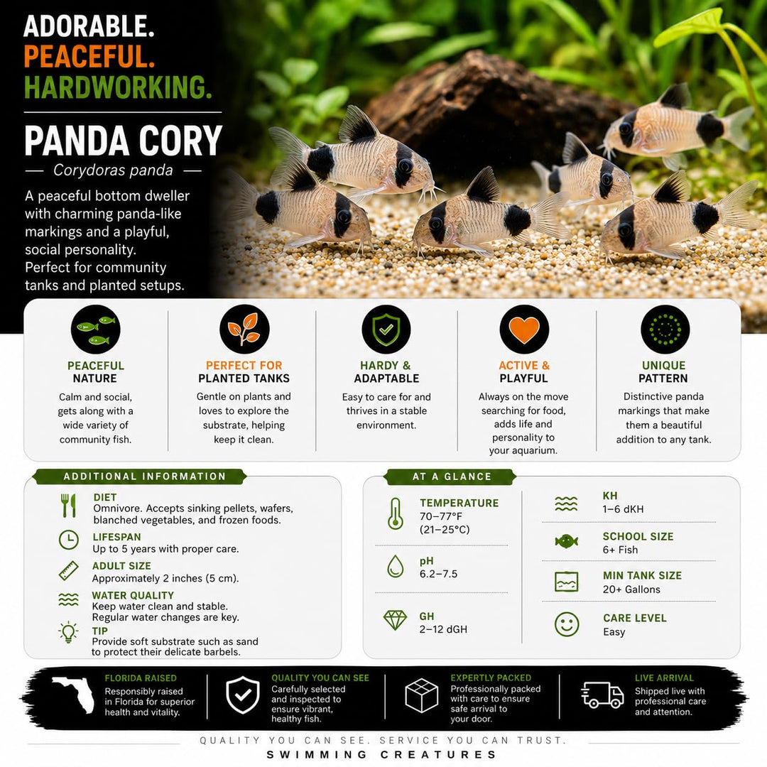 Swimming Creatures™ 5 Panda Cory Catfish Live Fish – Corydoras Panda – Peaceful Freshwater Bottom Dweller for Community Aquariums, Tank Raised Aquarium Fish