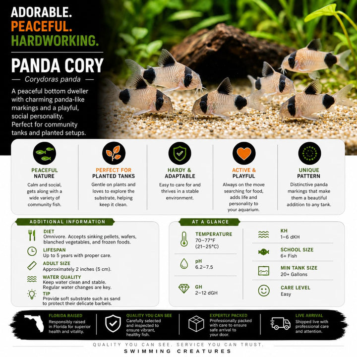 Swimming Creatures™ 5 Panda Cory Catfish Live Fish – Corydoras Panda – Peaceful Freshwater Bottom Dweller for Community Aquariums, Tank Raised Aquarium Fish