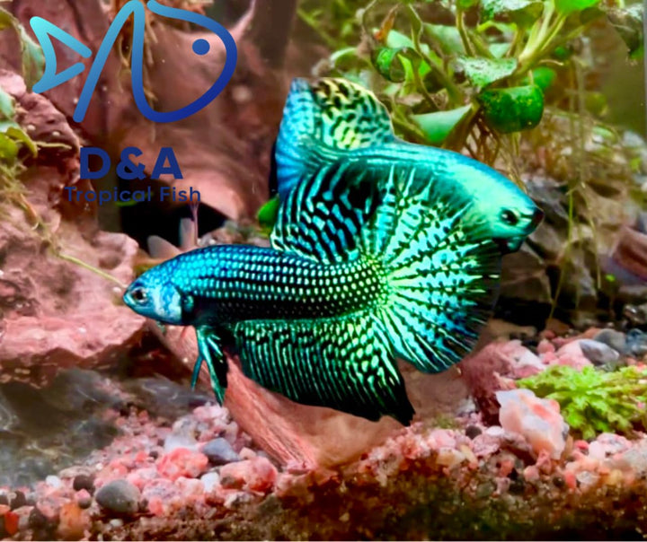 D&amp;A Tropical Live Fish-1 Male Wild Betta Alien Live Fish- Live Betta Fish for Pond, Fish Tank or Aquarium, Live Fish Freshwater (Green Moscow)