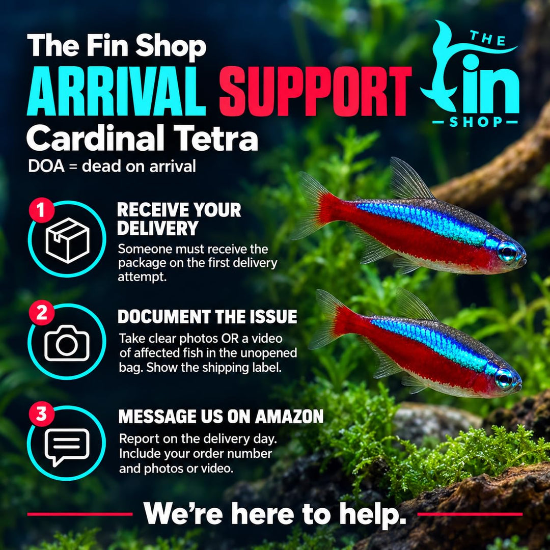 Cardinal Tetra Live Freshwater Aquarium Fish | Pack of 5 (+2 Complimentary)