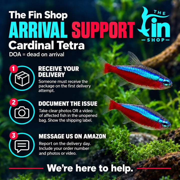 Cardinal Tetra Live Freshwater Aquarium Fish | Pack of 5 (+2 Complimentary)