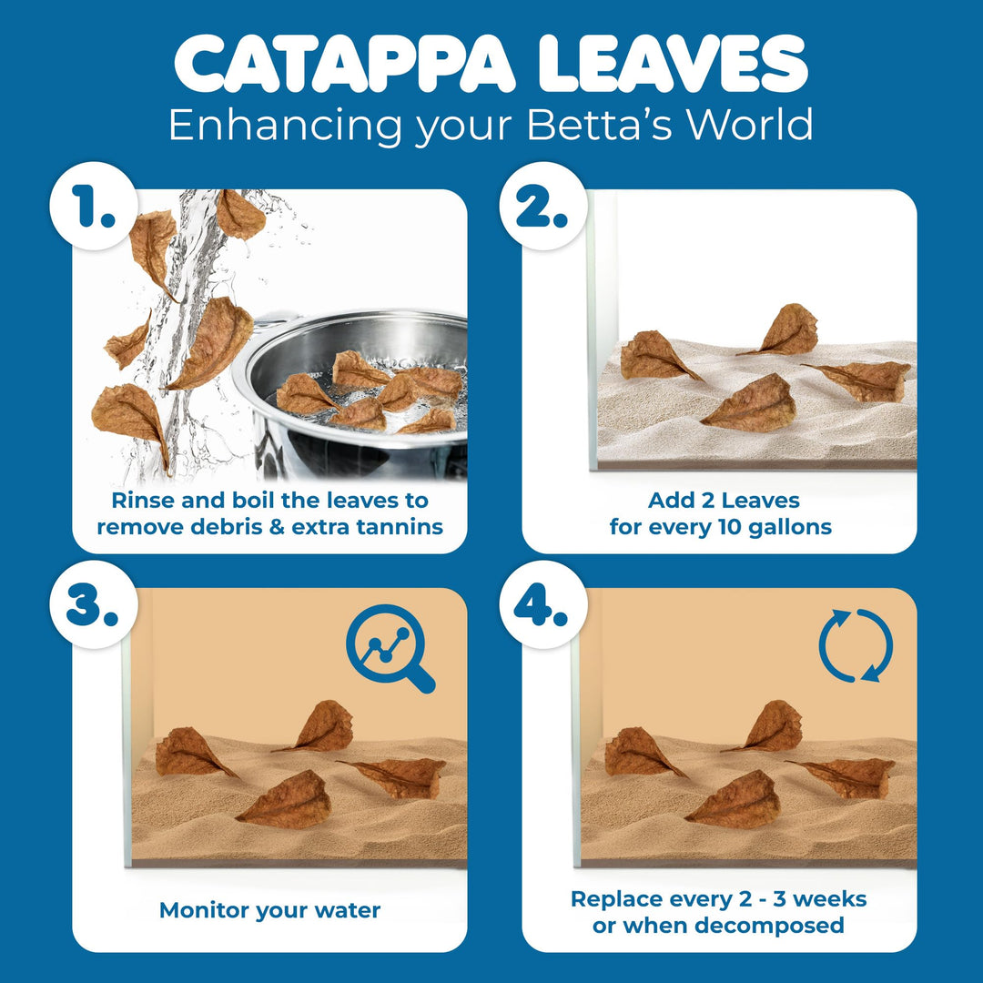 SunGrow 50 pcs Catappa Indian Almond Leaves – 2” Water Conditioner for Betta Fish Tank, Aquarium Leaf for Fish Breeding, Shrimp, Goldfish, Guppy &amp; Frogs