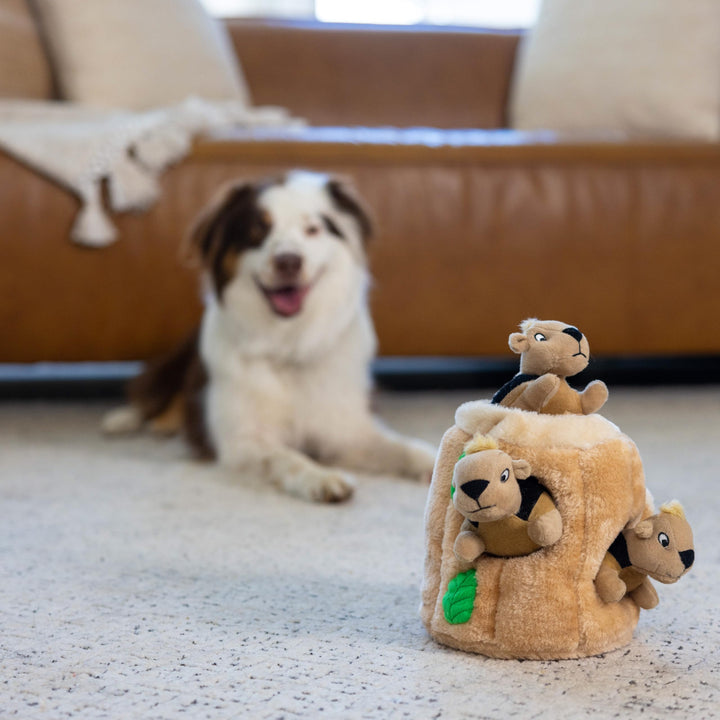 Outward Hound Hide-A-Squirrel Plush Squeaky Dog Toy, Medium, 6.5" x 6.5"