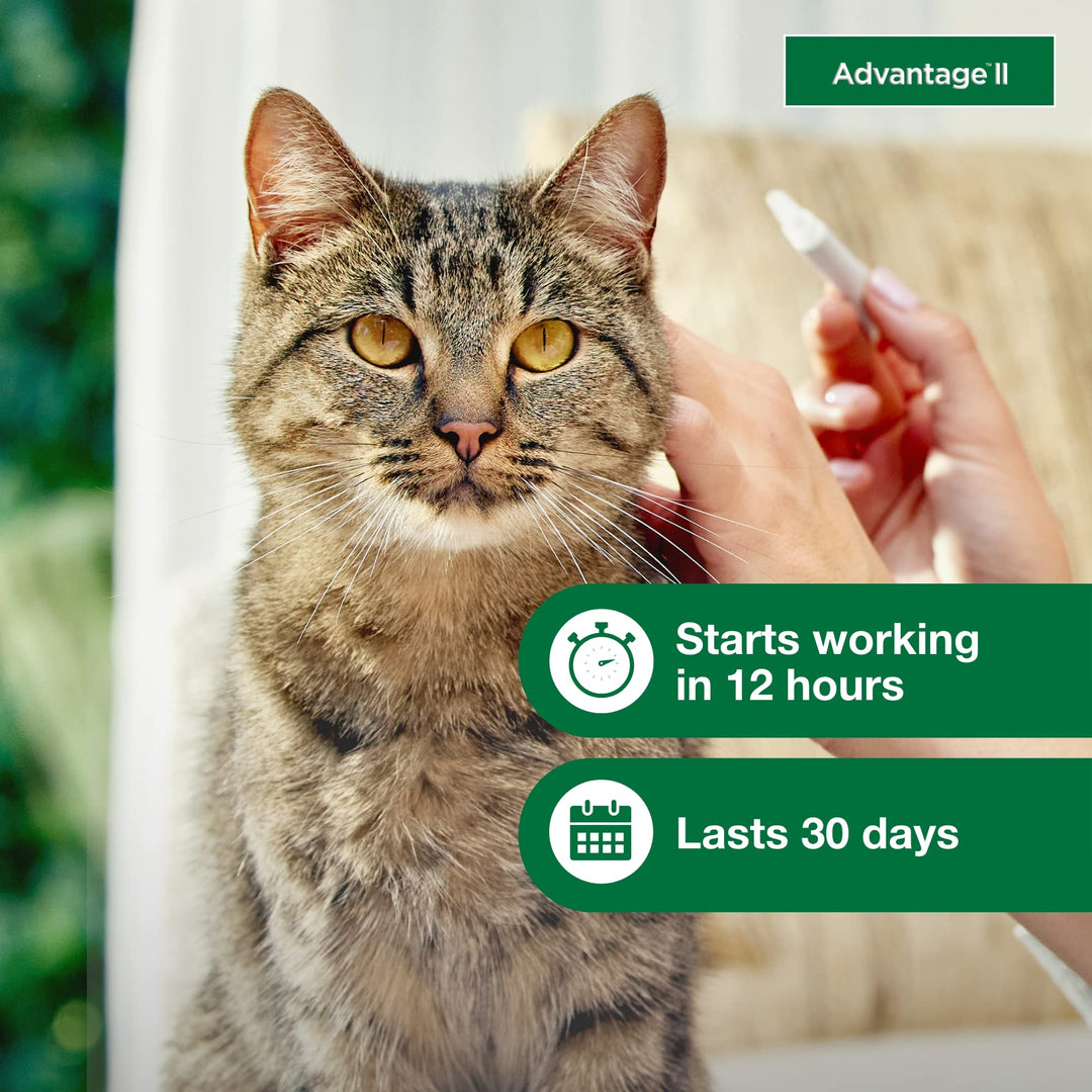Advantage II Large Cat Topical Flea Treatment &amp; Prevention, 4ct
