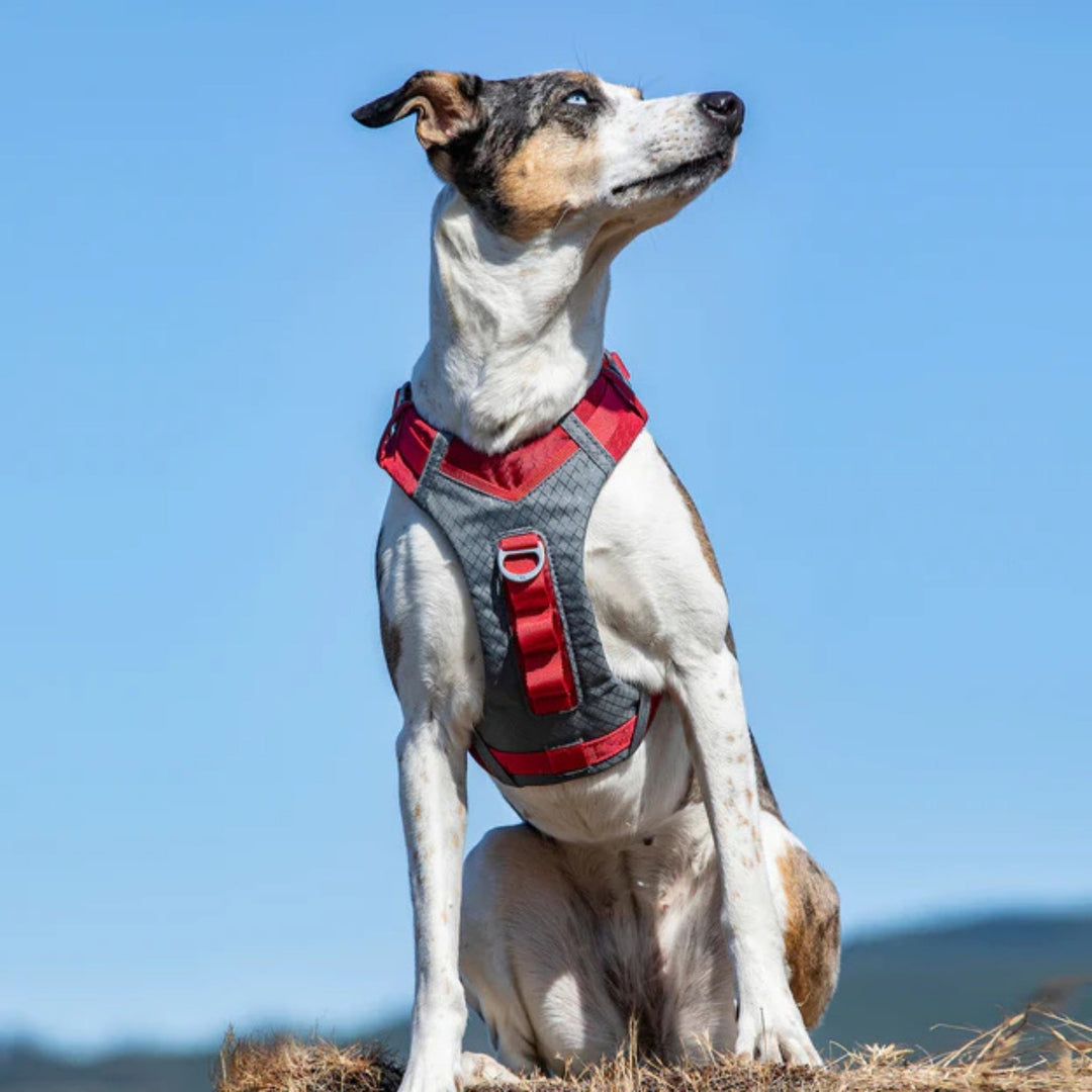 Kurgo Dog Journey Air Harness Red Small