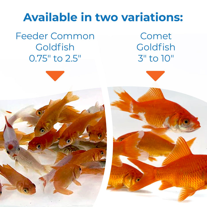 Toledo Goldfish Classic Comet Goldfish: Live Goldfish with a Variety of Sizes for Ponds, Tanks, and Aquariums - 3-4 Inches, 5 Count