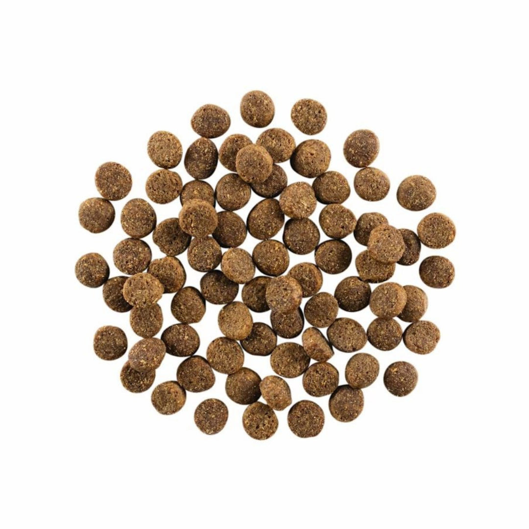 Go! Dog Skin & Coat Care Salmon With Grain 3.5Lb