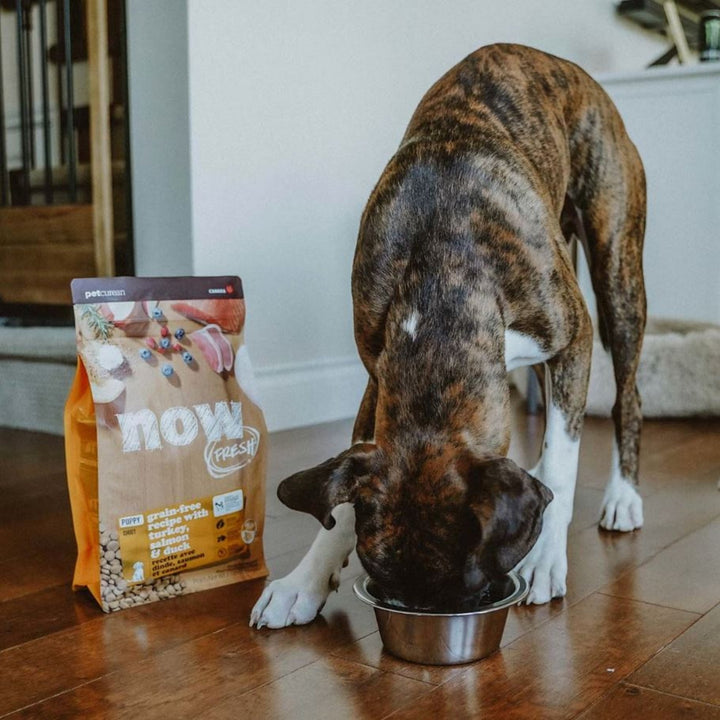 Now Fresh Dog Grain Free Puppy Turkey 3.5Lb