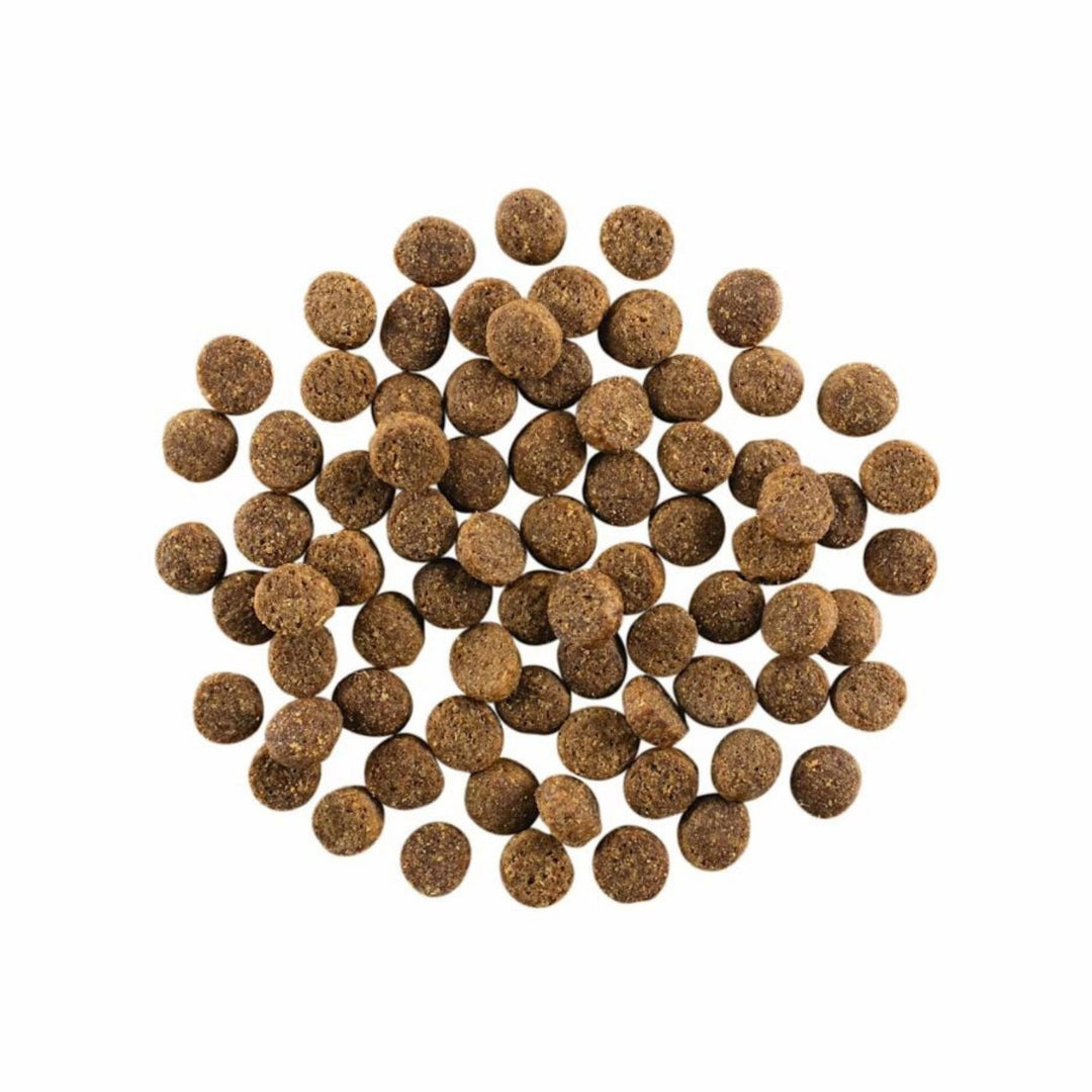 Go! Dog Skin & Coat Care Salmon With Grain 22Lb