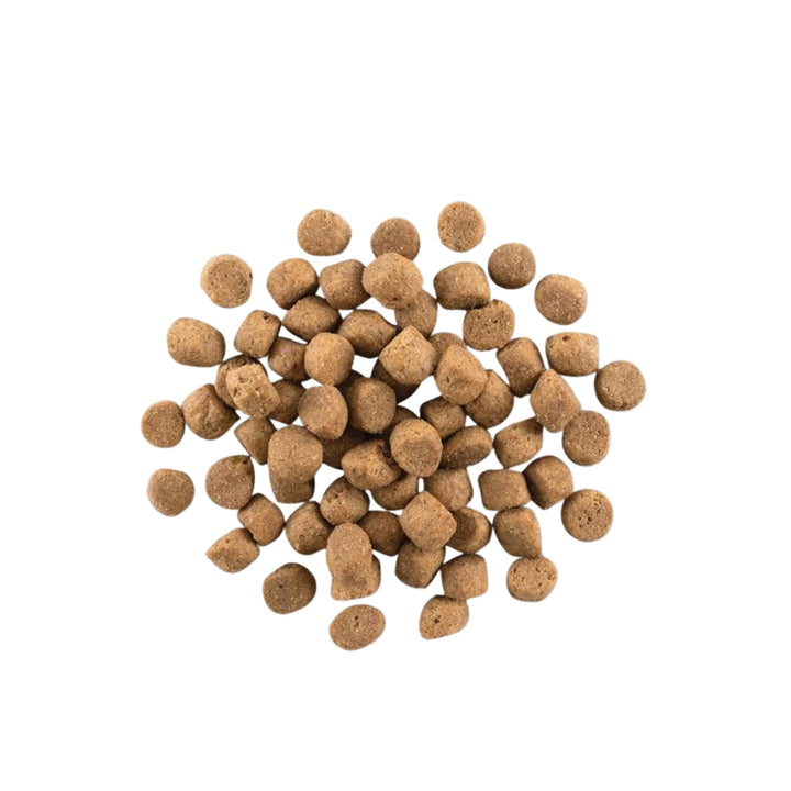 Now Fresh Dog Grain Free Adult Turkey 22Lb