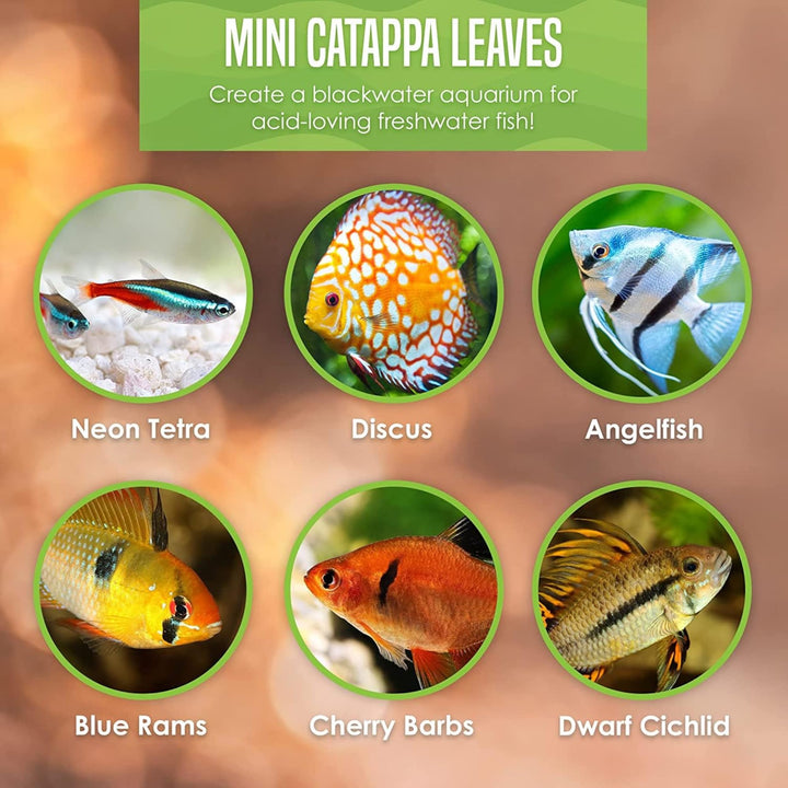 SunGrow 50 pcs Catappa Indian Almond Leaves – 2” Water Conditioner for Betta Fish Tank, Aquarium Leaf for Fish Breeding, Shrimp, Goldfish, Guppy &amp; Frogs