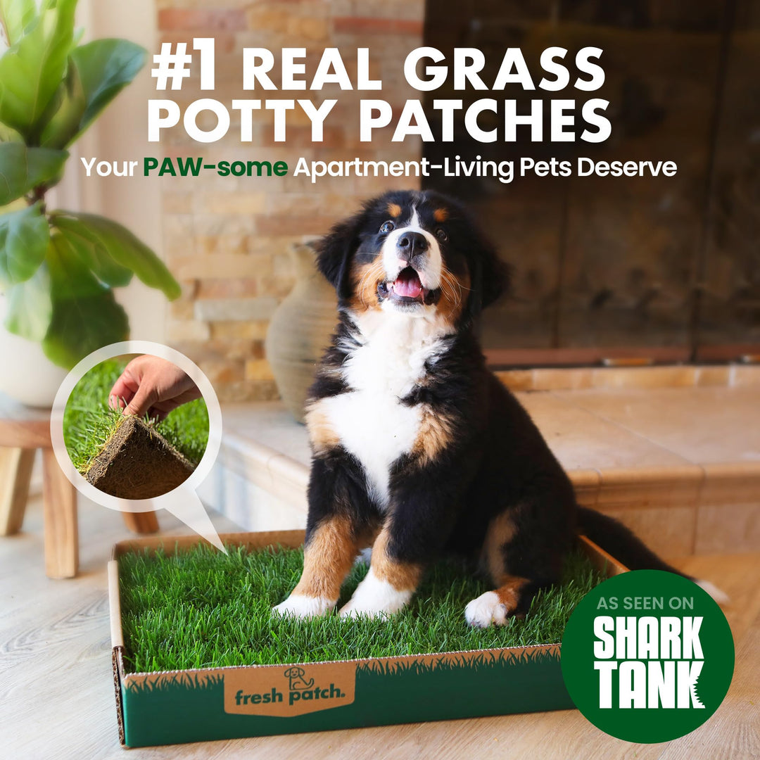 Fresh Patch Real Grass Patch for Dogs, Cats, and Small-Medium Pets Under 15 Pounds – Disposable Pet Grass Pee Pads – Indoor and Outdoor Potty Training Mat (16 Inches x 24 Inches)