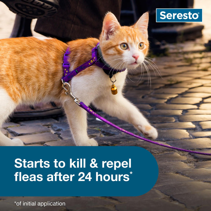 Seresto 8-Month Flea &amp; Tick Collar for Cats &amp; Kittens, 2ct