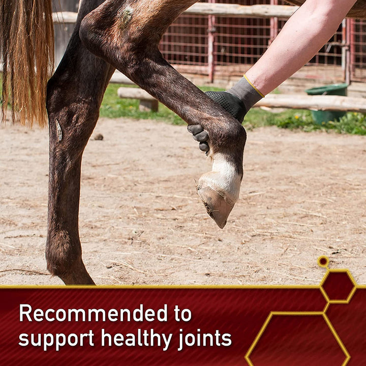 Vita Flex Ultra Pure Joint Supplement for Dogs, Horses &amp; Cats, 10 Pounds – MSM Supplement, Equine MSM Powder for Healthy Joints, Collagen &amp; Mobility Support, Odorless White Powder