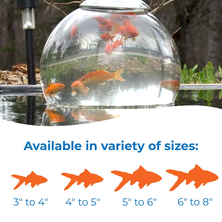 Toledo Goldfish Classic Comet Goldfish: Live Goldfish with a Variety of Sizes for Ponds, Tanks, and Aquariums - 3-4 Inches, 5 Count