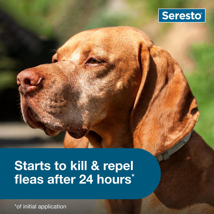 Seresto 8-Month Flea &amp; Tick Collar for Large Dogs Over 18 lbs., 1ct