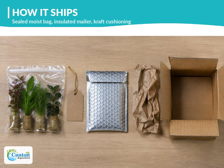 Live Aquarium Plants Bundle 4 Pack - Amazon Sword, Cryptocoryne &amp; 2 Java Fern - Easy Beginner Freshwater Plants for Betta &amp; Shrimp Tanks, No CO2 Needed