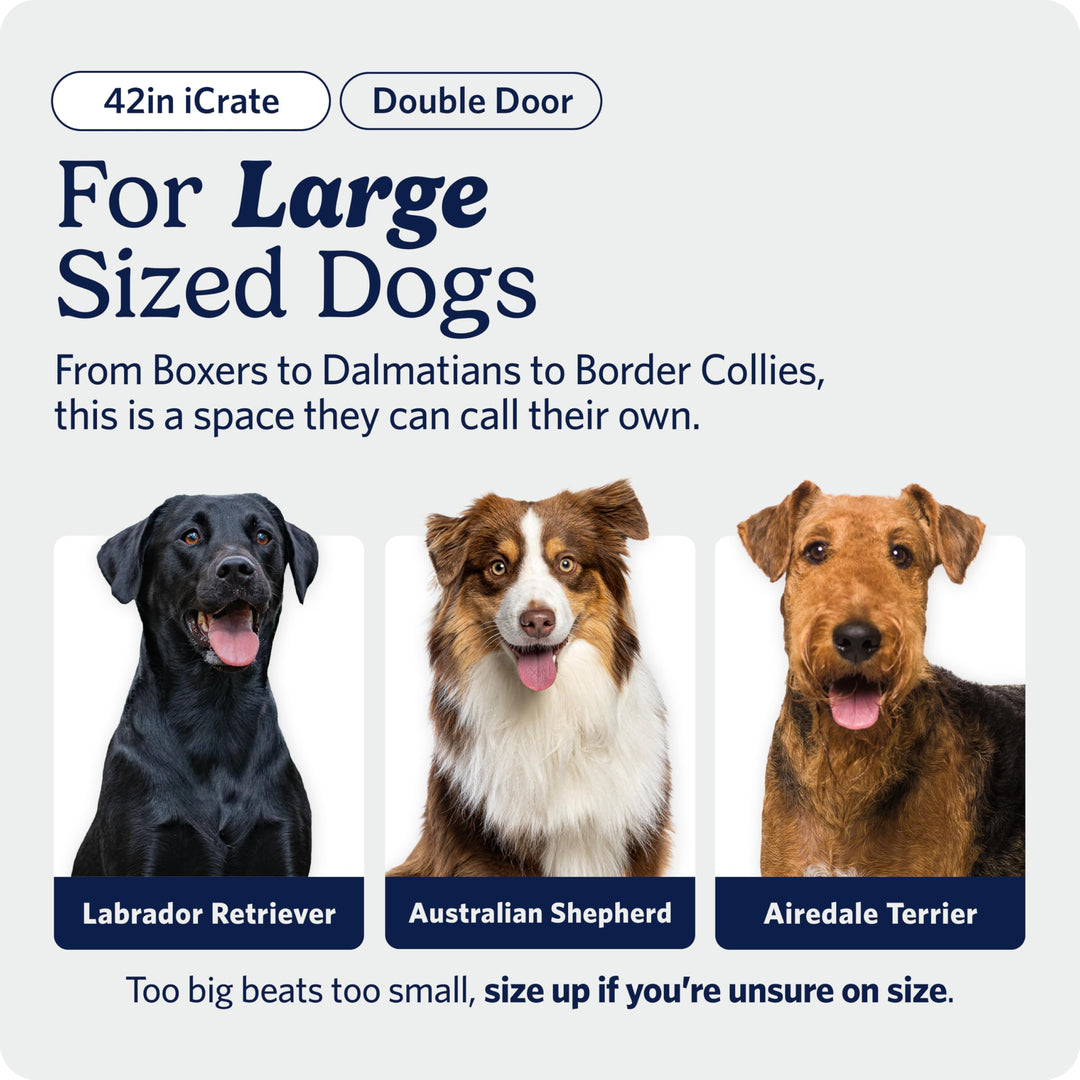 Midwest 42-Inch Double Door iCrate, for Large Breeds, 71-90 lbs