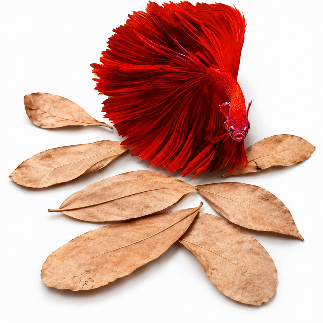 SunGrow 50 pcs Catappa Indian Almond Leaves – 2” Water Conditioner for Betta Fish Tank, Aquarium Leaf for Fish Breeding, Shrimp, Goldfish, Guppy &amp; Frogs