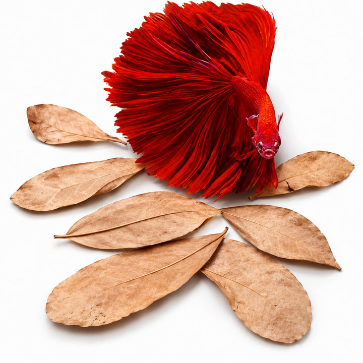 SunGrow 50 pcs Catappa Indian Almond Leaves – 2” Water Conditioner for Betta Fish Tank, Aquarium Leaf for Fish Breeding, Shrimp, Goldfish, Guppy &amp; Frogs