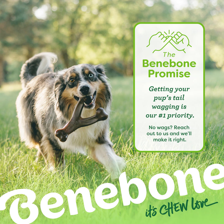 Benebone Wishbone Dog Chew Toy for Aggressive Chewers, Real Chicken, Medium