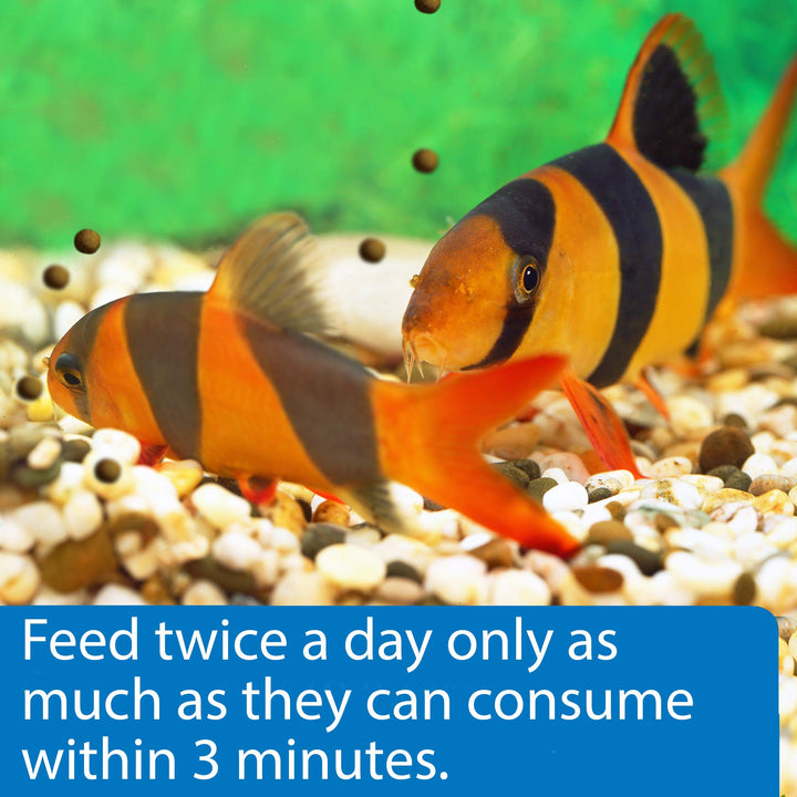 API Bottom Feeder PELLETS with Shrimp Fish Food 1.3-Ounce Container (Pack of 2)