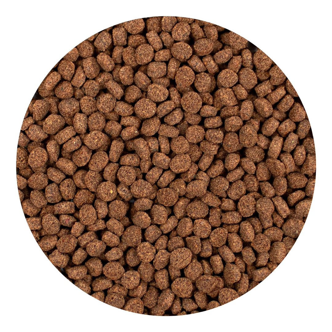 Hikari® Minivore Delite® Protein-Rich Sinking Pellets for Smaller Carnivorous Fish, 1.41 oz (40g)