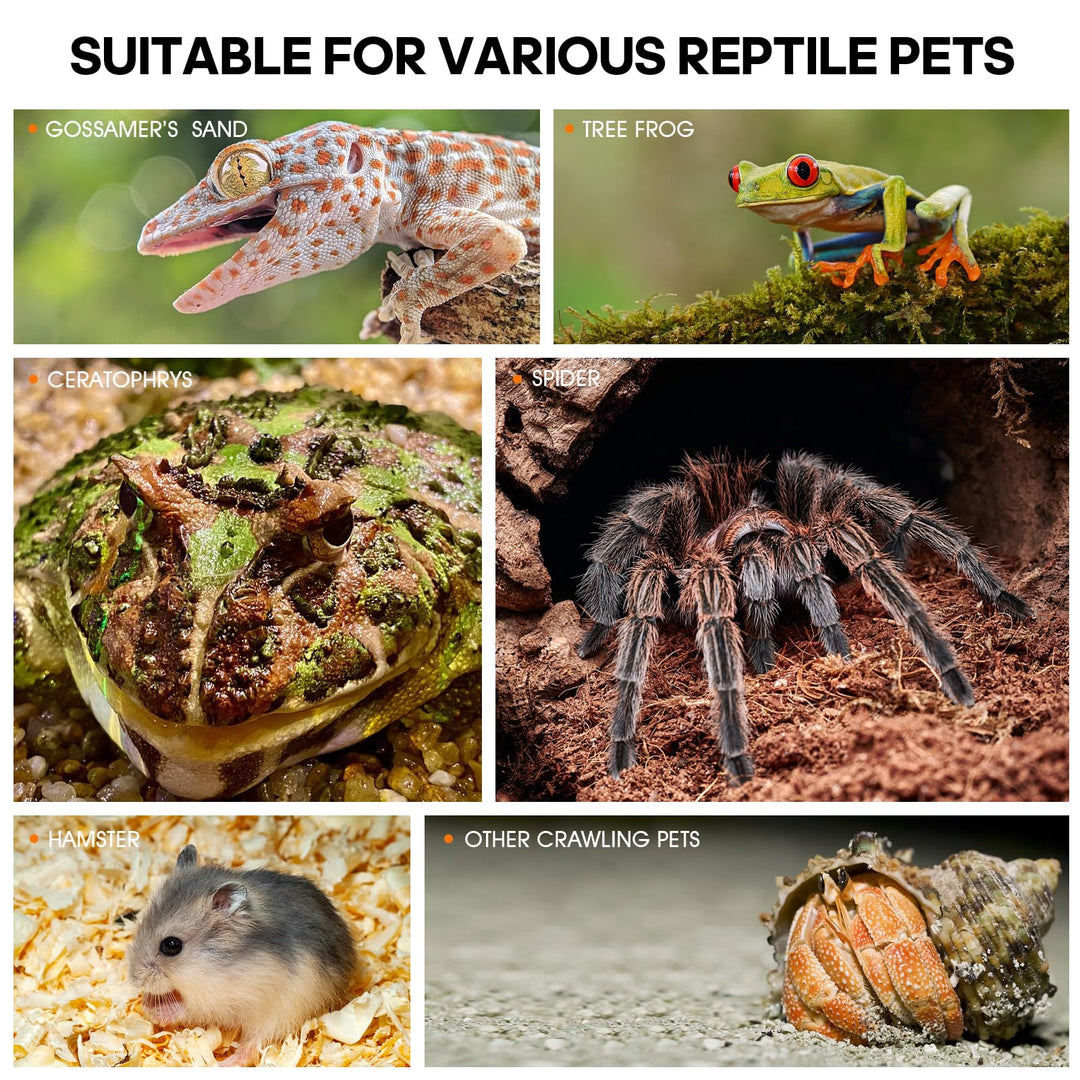 Acrylic Jumping Spider Habitat, Insect Terrarium, Bug Enclosure, Praying Mantis Habitat, Frog Enclosure