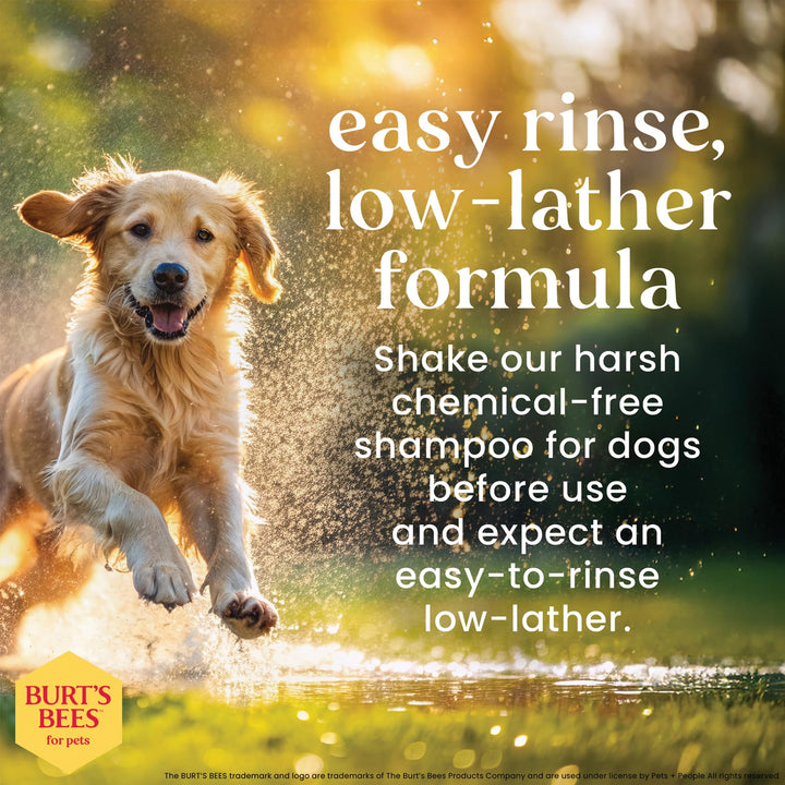 Burts Bees for Pets Hypoallergenic Dog Shampoo, Shea Butter Honey, 16 Fl Oz