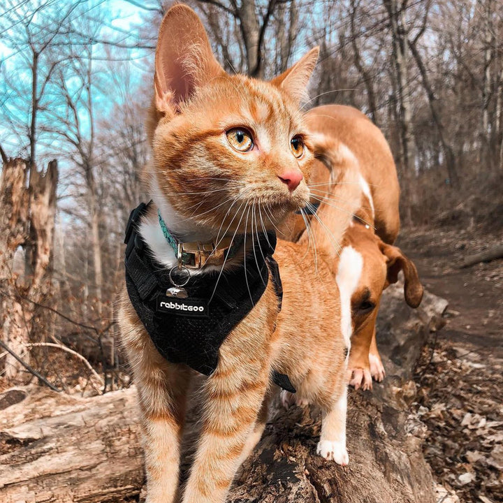 rabbitgoo Cat Harness and Leash Set, Escape Proof Vest, Black