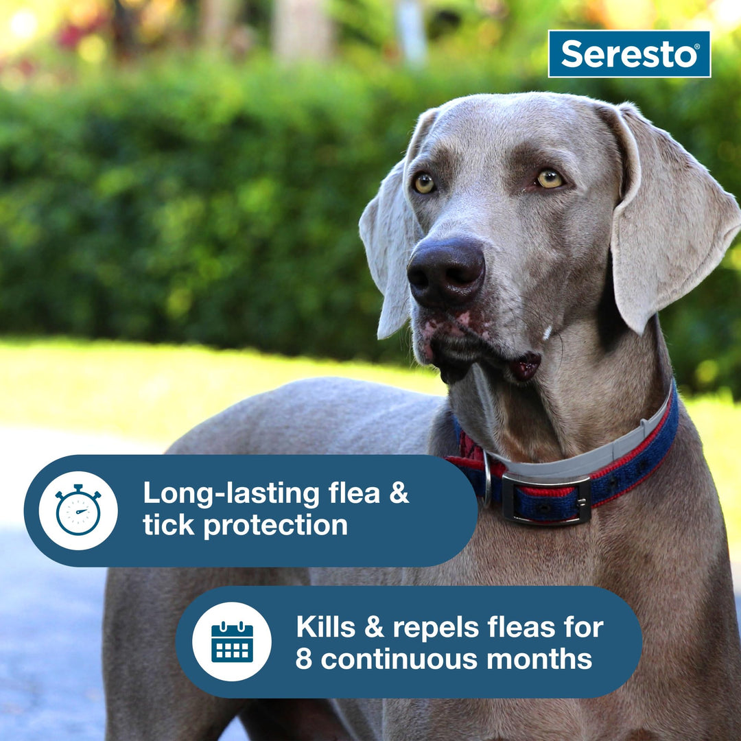 Seresto 8-Month Flea &amp; Tick Collar for Large Dogs Over 18 lbs., 1ct