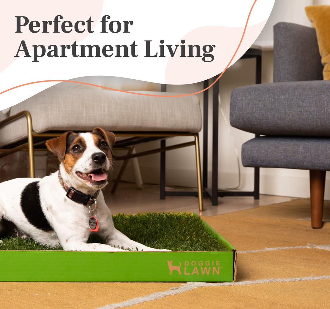 DoggieLawn Real Grass Dog Pee Pads - Medium Dog Potty Pad 24x20