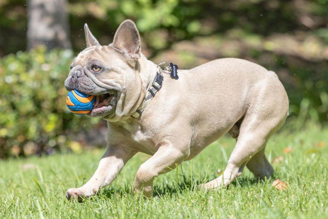 Chuckit! Ultra Squeaker Dog Balls, Floating, Medium 2.5-in, 2-Pack
