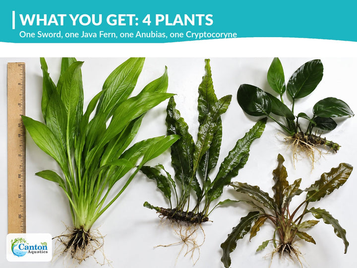Live Aquarium Plants Bundle 4 Pack - Amazon Sword, Cryptocoryne &amp; 2 Java Fern - Easy Beginner Freshwater Plants for Betta &amp; Shrimp Tanks, No CO2 Needed