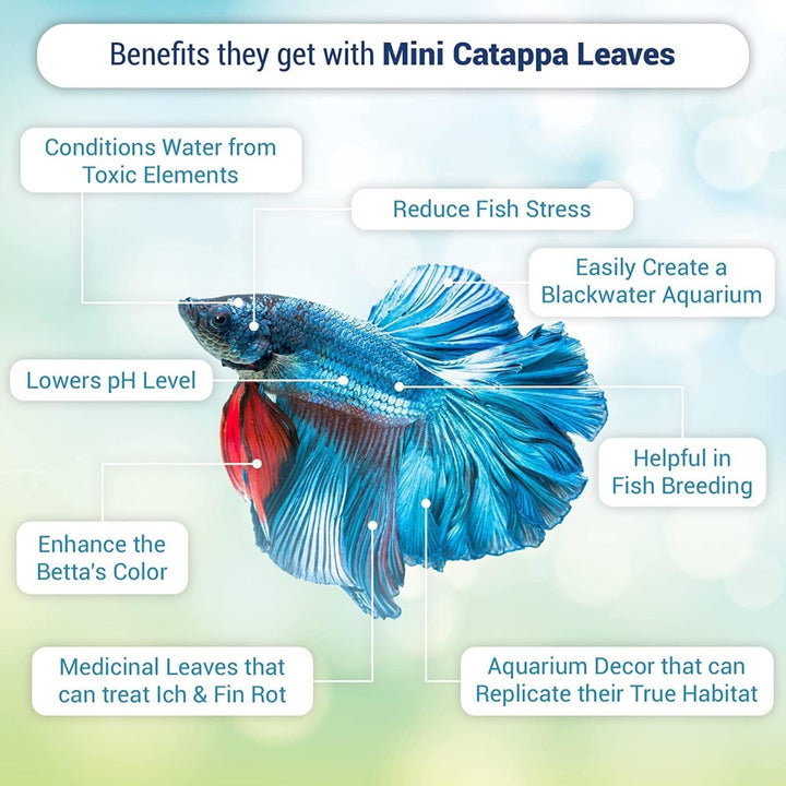 SunGrow 50 pcs Catappa Indian Almond Leaves – 2” Water Conditioner for Betta Fish Tank, Aquarium Leaf for Fish Breeding, Shrimp, Goldfish, Guppy &amp; Frogs