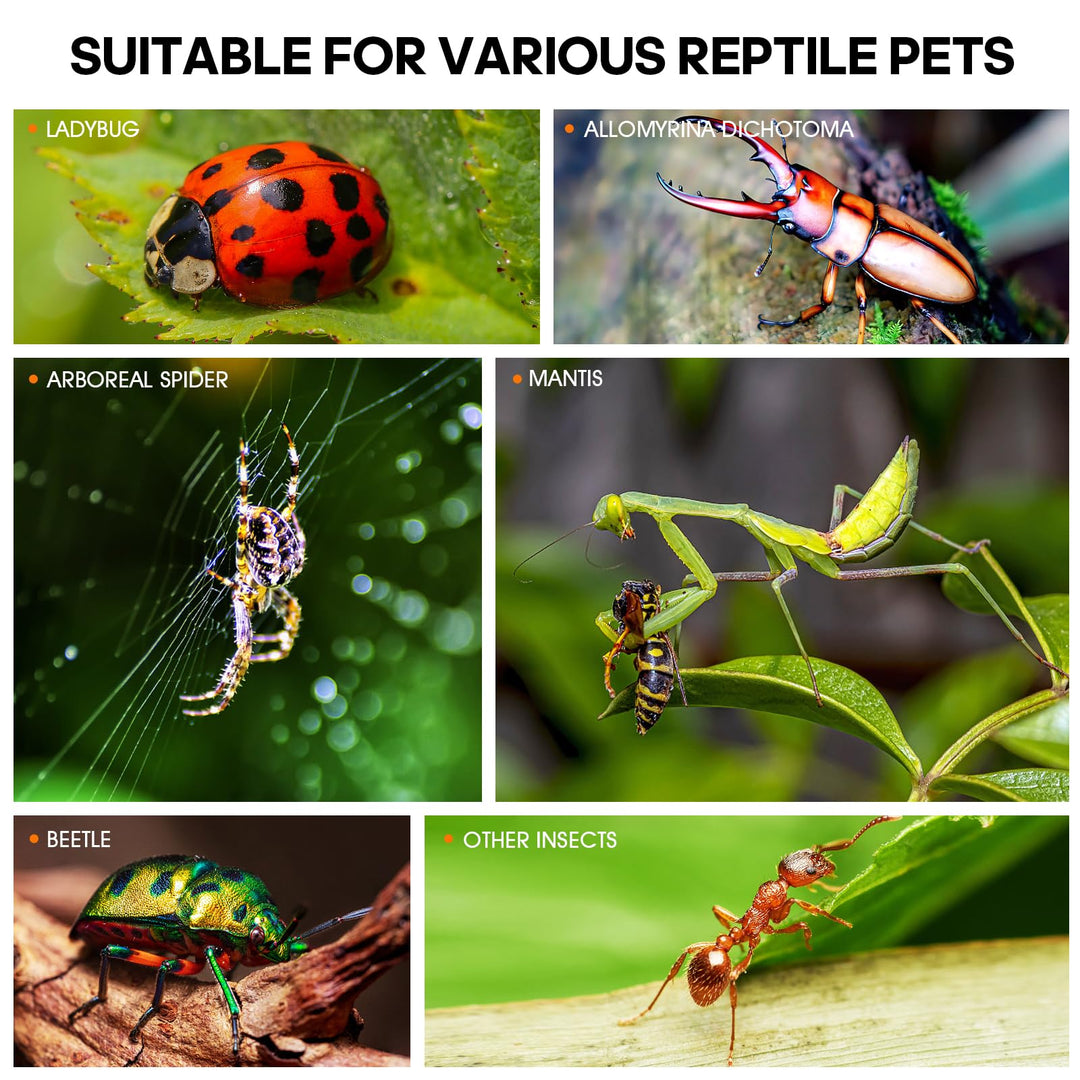 MYGIIKAKA Jumping Spider Enclosure Accessories, Tarantula Spider Box, Bug Cage, Praying Mantis Habitat Enclosure, Snail Insect Terrarium, Caterpillar Habitat (3x3x6 inch)